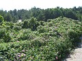 IMG_2227