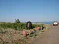 IMG_2275