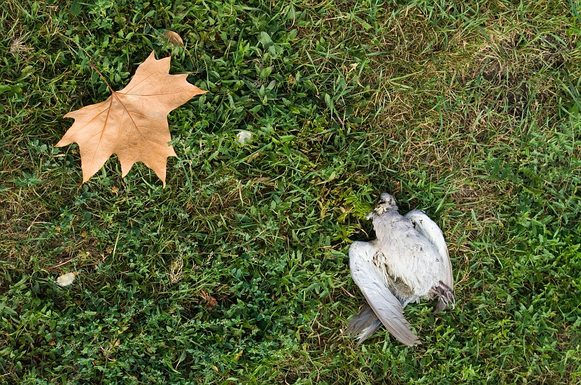 PICT2667.jpg